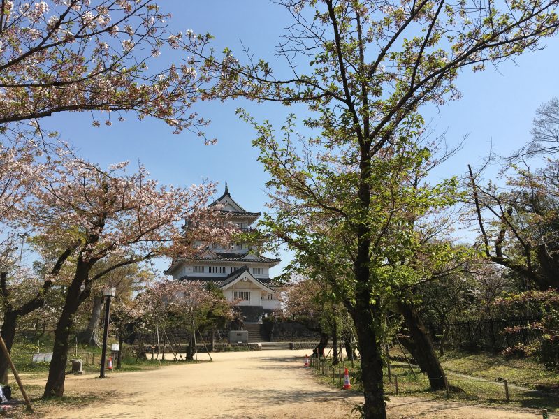 ニュー千都_亥鼻公園_夜桜